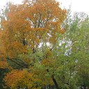 ���� ���������, ���� - ��������� 10 ������� 2017 � ������ �������