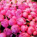 ���� ������, ������������, 56 ��� - ��������� 9 �������� 2017 � ������ ���� ����������