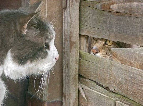 CATS OF ALL - 19  2017  22:27