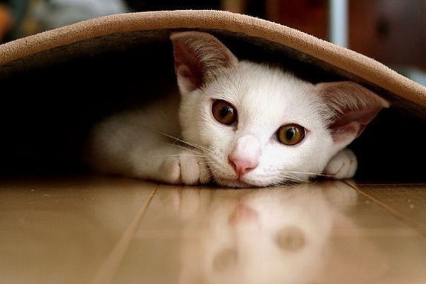 Если рядом кошка, все становится особенным... даже одиночество.