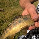 ���� ������ ������, ������, 41 ��� - ��������� 5 ��� 2017 � ������ ���� ����������