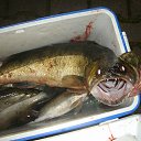 ���� ������, �����-��������� - ��������� 30 ���� 2017 � ������ ���� ����������