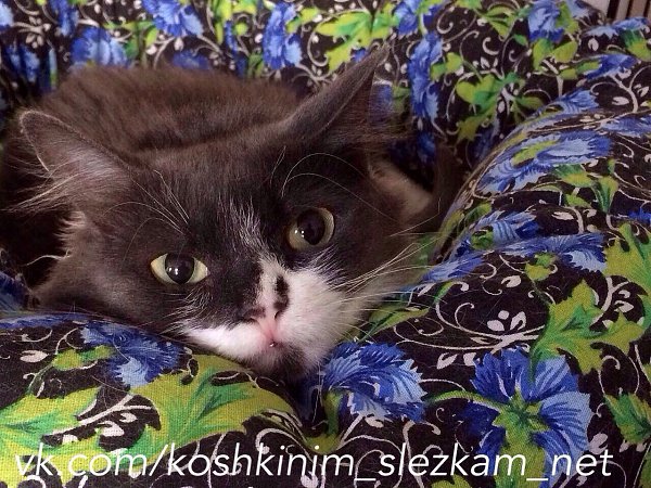 #котизм_доброта #москва@catism #волгоград@catism.Волгоград и другие города (возможность ... - 7