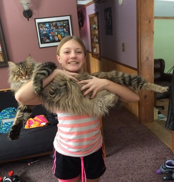 CATS OF ALL - 17  2017  00:26