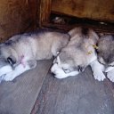 ���� ����, ���������, 38 ��� - ��������� 16 ���� 2017 � ������ ���� ����������