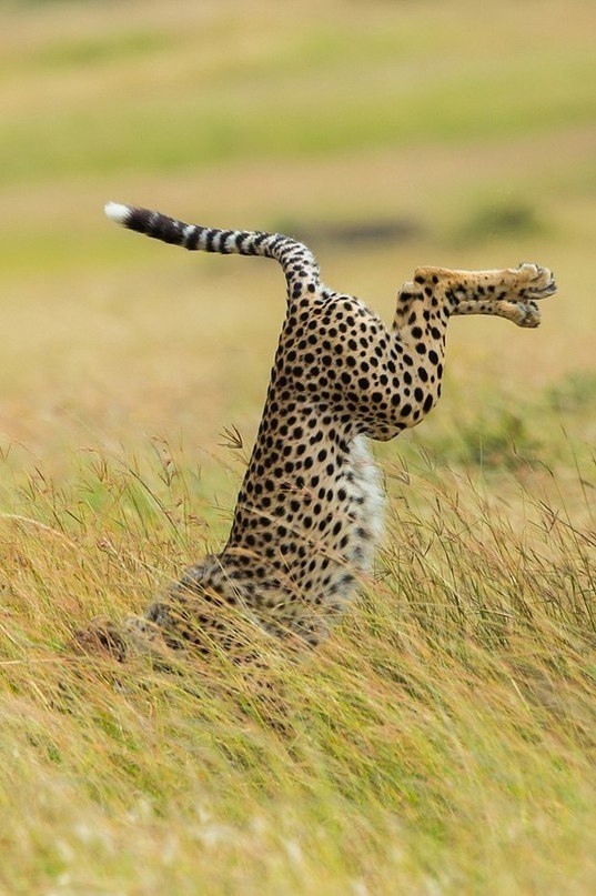  Comedy Wildlife Photography Awards     . - 5