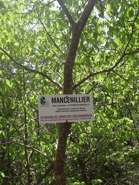 ����� ������� � ���� ������.������������� ������ (���. Hippomane mancinella), ��� ����������, ����� ...