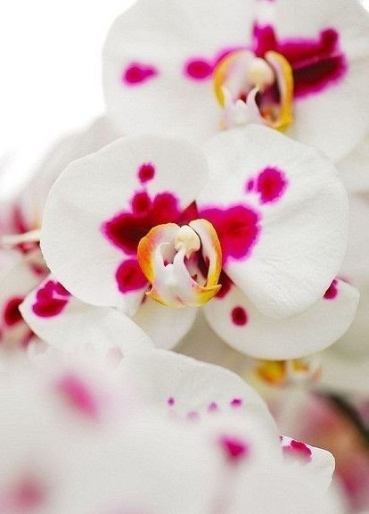 Найди покой в своей душе, всё остальное само найдёт тебя. Доброе утро! Удачной недели! :) - 5