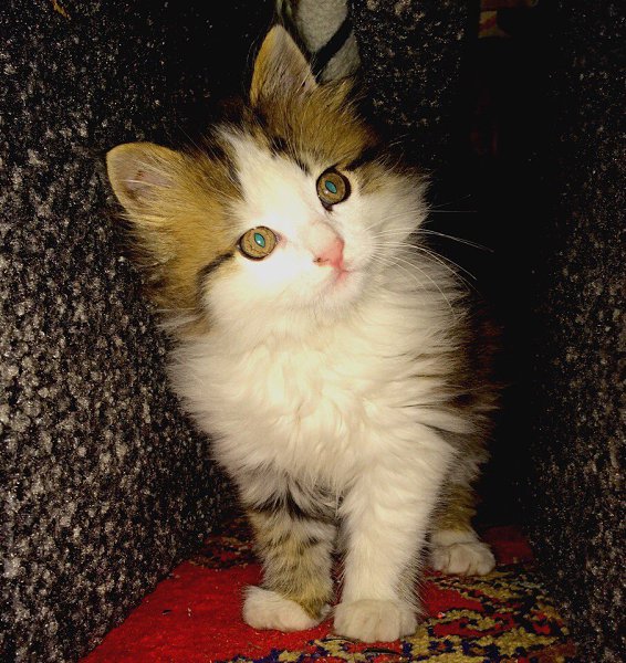 #Безкота_добро.И я хочу познакомить Вас со своей котейкой. Нашли на даче вот такое счастье. Очень ...