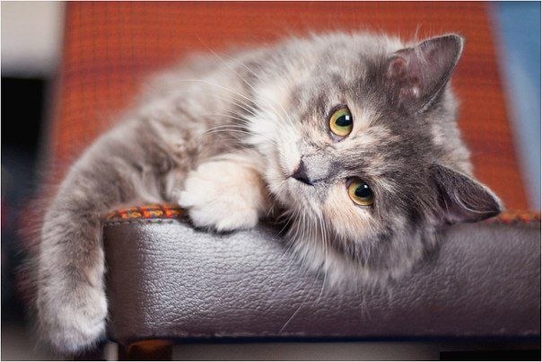   a  . e a - .  e o - . ...