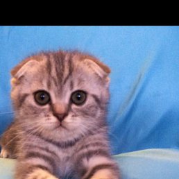 ���������, ������������, 48 ���