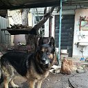 ���� �����, �������, 68 ��� - ��������� 26 ������� 2017 � ������ ���� ����������