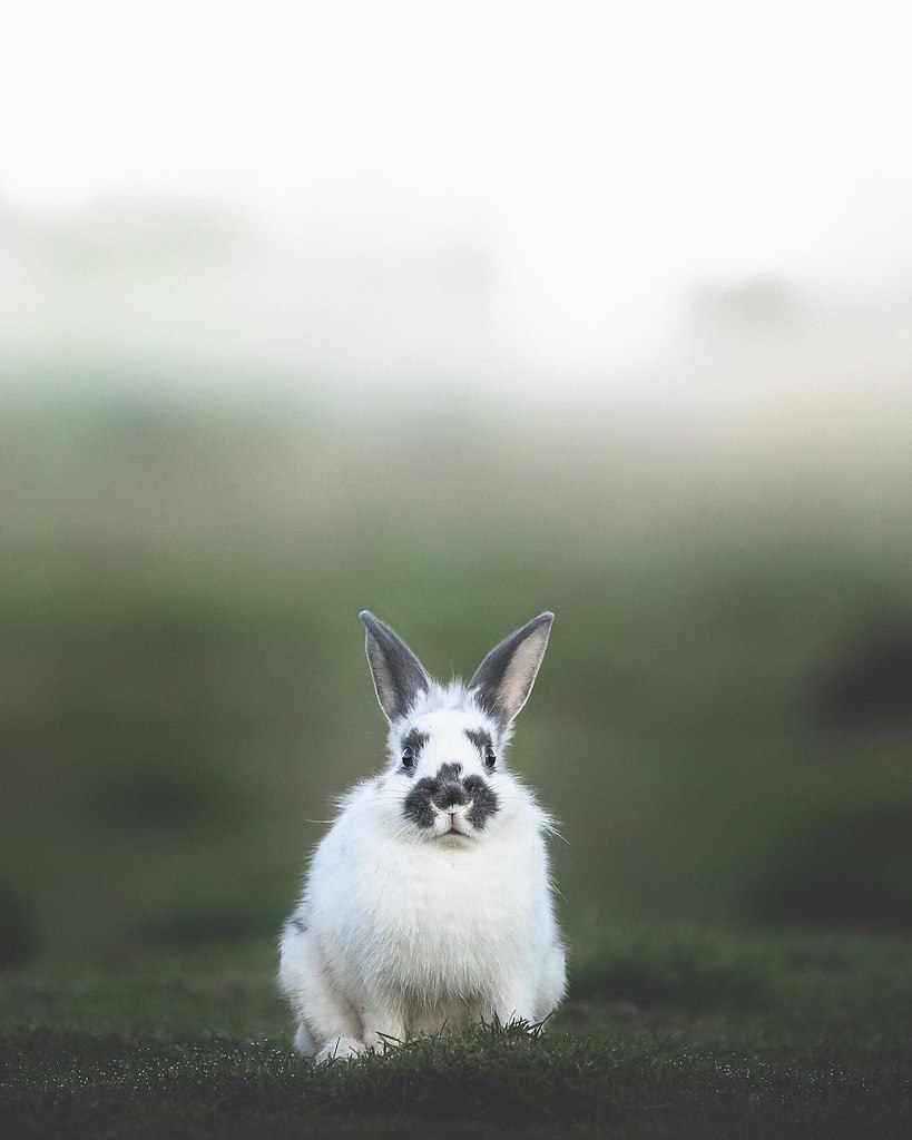 Animals of Iceland - 7