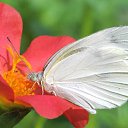 ���� �������, �����������, 61 ��� - ��������� 17 ���� 2017 � ������ ���� ����������