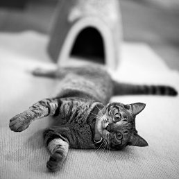 ���� Vailet, ����������� - ��������� 20 ���� 2017