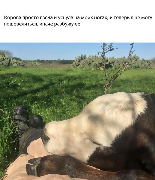 9 счастливых животных, с которых нужно начинать свой день. - 2