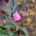 ���� �������, ������, 65 ��� - ��������� 21 ������� 2017 � ������ ������ ��������