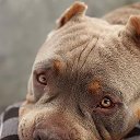 ���� �����, ������ - ��������� 18 ���� 2017 � ������ ������ ��������