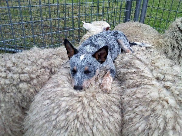 Зверушки, от вида которых у вас растает сердце :) - 5