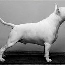 ���� �����, ���������, 37 ��� - ��������� 31 ��� 2017 � ������ ���� ����������