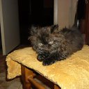  Renata, , 49  -  18  2017    