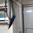  , , 51  -  29  2017    2017