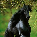 ���� ������, �����������, 75 ��� - ��������� 20 ���� 2017 � ������ ����Ȼ