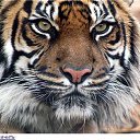 ���� ������, �������, 51 ��� - ��������� 7 ������ 2017 � ������ ���� ����������