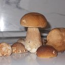 ���� ���������, ������, 61 ��� - ��������� 27 ��� 2017 � ������ ���� ����������