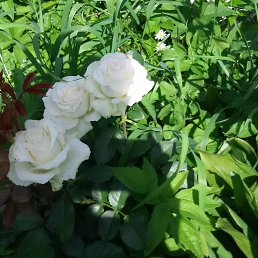 �����, ������, 52 ����