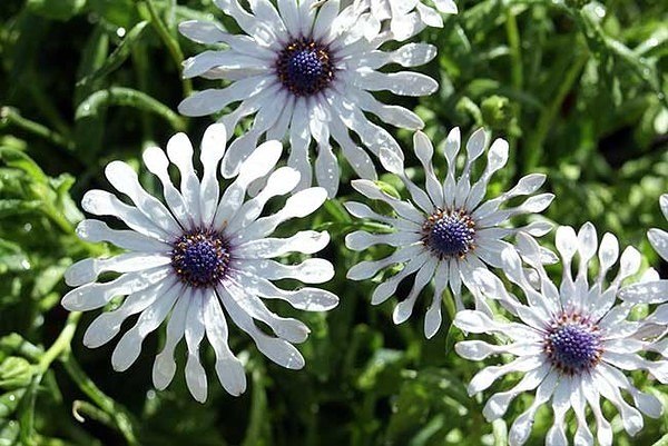 ))).  -  (Osteospermum)       ...