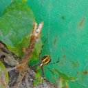 ���� �������, �������, 40 ��� - ��������� 12 �������� 2017