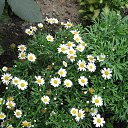 ���� �������, �����, 60 ��� - ��������� 17 ������� 2017 � ������ ���� �����