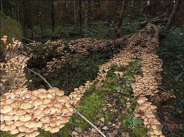 Это действительно Красота).Продолжение ниже... ЖМИ#природа #грибы #осень #лес - 5