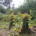 ���� ���� ��������, �����-��������� - ��������� 6 �������� 2017 � ������ ���� ������������ ������