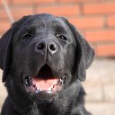 ���� ������, ���, 66 ��� - ��������� 15 ���� 2017 � ������ ���� ����������