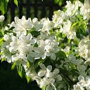  , , 58  -  9  2017   Kolpino.ru