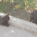  , , 60  -  2  2017   ,02.09.17. &quot;  &quot;