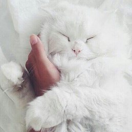 Kate Polo, �����������, 44 ����