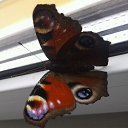 ���� ������� ���������, ������, 57 ��� - ��������� 14 ������� 2017 � ������ ���� ����������