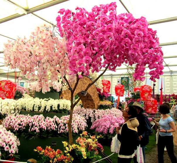 The National Orchid Garden (   )    1859 .   ...
