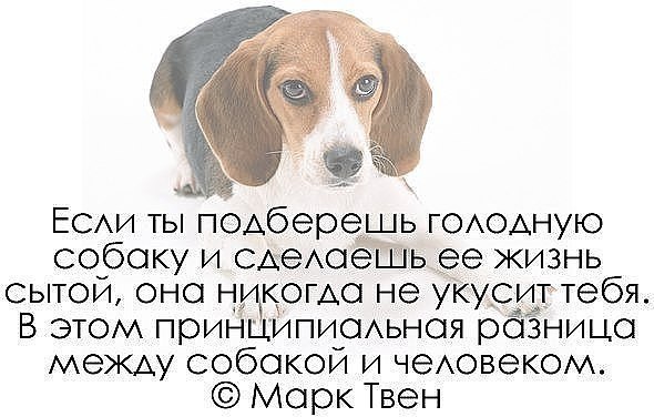 Кто верен и предан – так это собака... Породистый пёс или просто дворняга... И верят и любят и ...