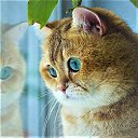 ���� �����, ������ - ��������� 15 ��� 2017 � ������ ������ ��������