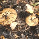 ���� �������, ������, 63 ���� - ��������� 18 ������� 2017 � ������ ����� �� ����