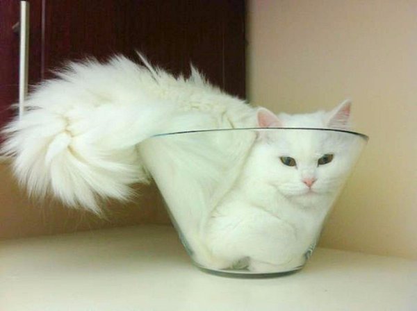 Доказательство того, что коты не совсем трезво оценивают свои размеры :) - 6