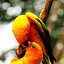 ���� Viva, ����������� ����, 56 ��� - ��������� 31 ��� 2017 � ������ ������ ��������