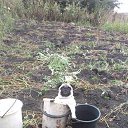  ,  -  4  2017    