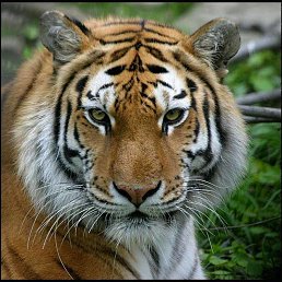 ������, �������, 52 ����