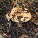 ���� �������, ������, 63 ���� - ��������� 18 ������� 2017 � ������ ����� �� ����