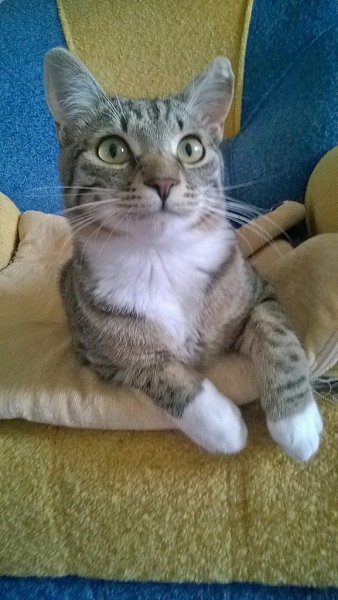 #Безкота_добро.Кася нашел меня сам: сел на дороге и не давал ни шагу ступить, хоть и был размером с ...